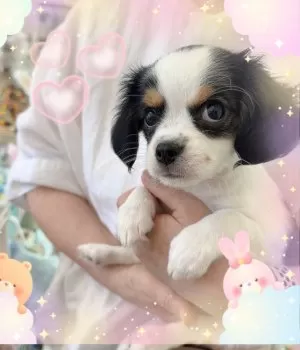 tan 様のお迎えした子犬
