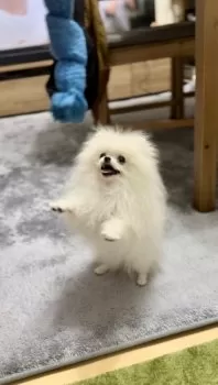 S.O 様のお迎えした子犬