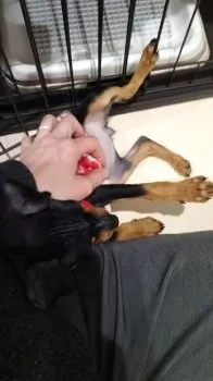 リンク 様のお迎えした子犬