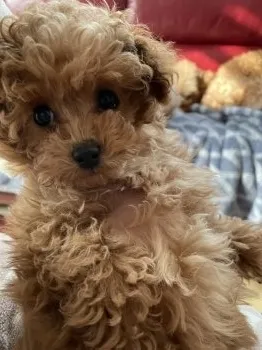 M.T 様のお迎えした子犬