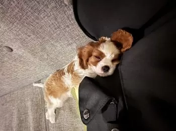 ユミ 様のお迎えした子犬