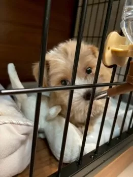 T.T 様のお迎えした子犬