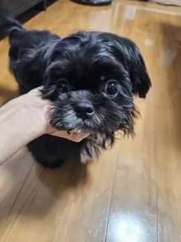 M.O 様のお迎えした子犬