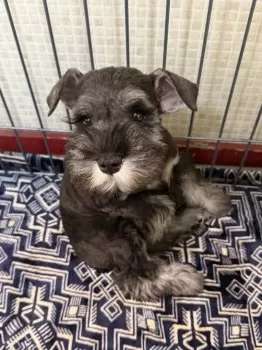 U 様のお迎えした子犬