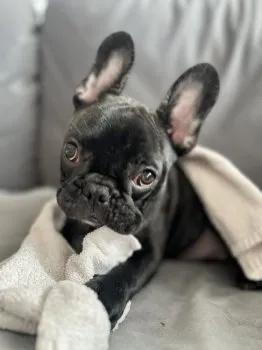 ち~まま 様のお迎えした子犬