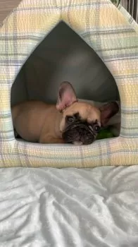 S.I 様のお迎えした子犬