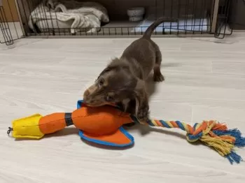 H.W 様のお迎えした子犬