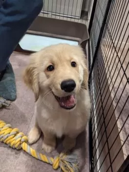 C.M 様のお迎えした子犬