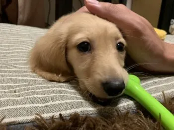 U.F 様のお迎えした子犬