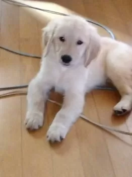 ひなたつみ 様のお迎えした子犬