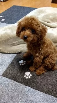 ムック 様のお迎えした子犬