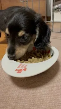 りこ 様のお迎えした子犬