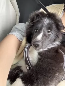 K.A 様のお迎えした子犬