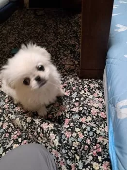 K.H 様のお迎えした子犬