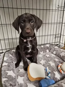 モコ 様のお迎えした子犬