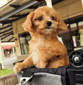 R.T 様のお迎えした子犬