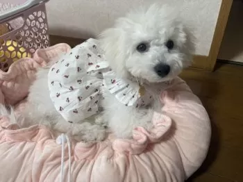 Y.O 様のお迎えした子犬
