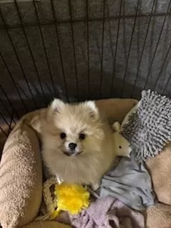 ゆかりん 様のお迎えした子犬