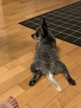 K.M 様のお迎えした子犬