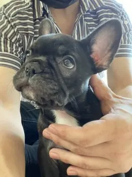 ひさはる 様のお迎えした子犬