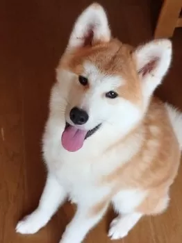 さくら 様のお迎えした子犬
