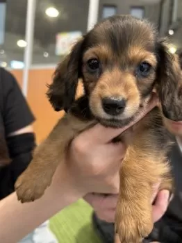 ノリ 様のお迎えした子犬