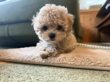 S.F 様のお迎えした子犬