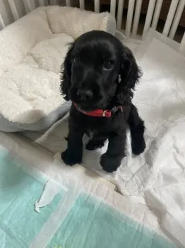 S.T 様のお迎えした子犬