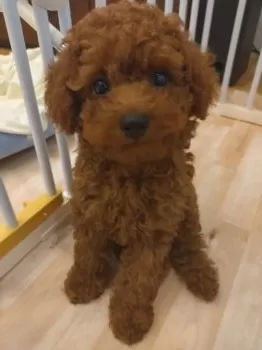 Ｙ・Ｓ 様のお迎えした子犬