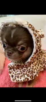 さとちゃん 様のお迎えした子犬