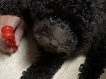 ウッチー 様のお迎えした子犬