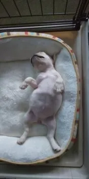 jun 様のお迎えした子犬