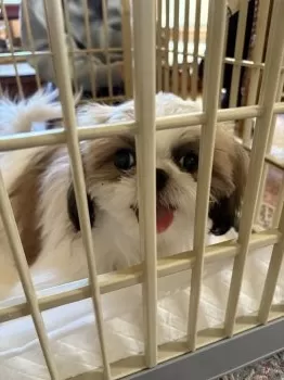 やす 様のお迎えした子犬