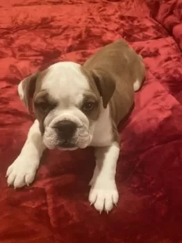 Felicia 様のお迎えした子犬