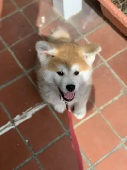 西川 様のお迎えした子犬