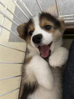 よだか 様のお迎えした子犬