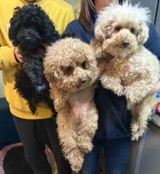 はるあん 様のお迎えした子犬