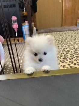 Hiro 様のお迎えした子犬