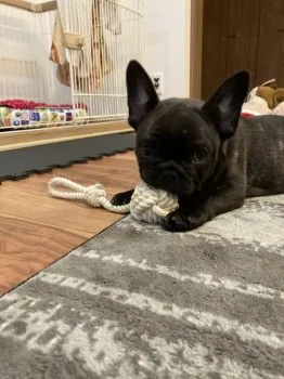 シュウイチ 様のお迎えした子犬