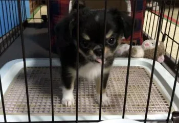 神門 様のお迎えした子犬