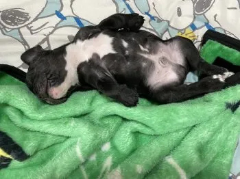 がくぼう 様のお迎えした子犬