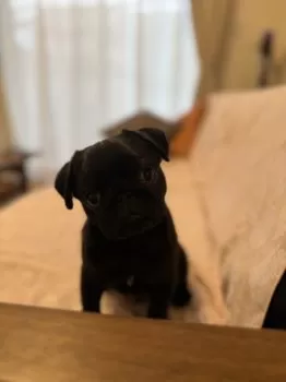 S.K 様のお迎えした子犬
