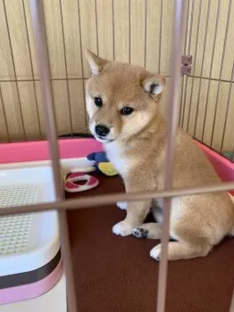 いちご 様のお迎えした子犬