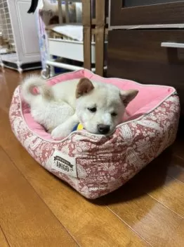 Y.N 様のお迎えした子犬