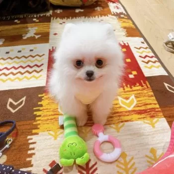 A.H 様のお迎えした子犬