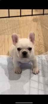 かつ 様のお迎えした子犬