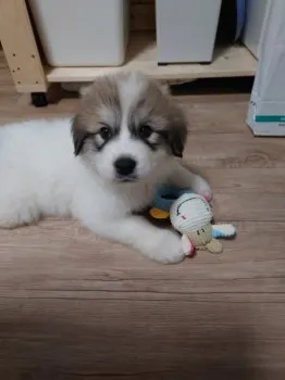 Ｋ 様のお迎えした子犬