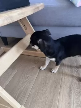 M.K 様のお迎えした子犬