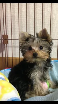 ボクちゃんママ 様のお迎えした子犬