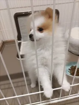 まる 様のお迎えした子犬